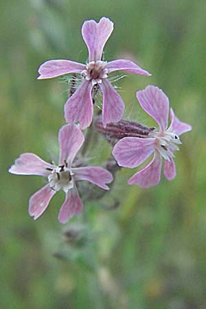 Silene gallica \ Franzsisches Leimkraut / Windmill Pink, Small-flowered Catchfly, F Maures, Bois de Rouquan 12.5.2007
