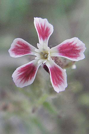 Silene gallica \ Franzsisches Leimkraut, F Maures, Bois de Rouquan 12.5.2007