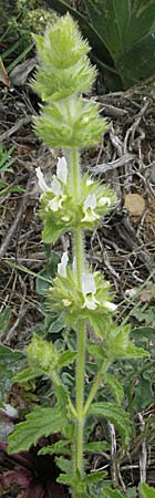 Sideritis hyssopifolia subsp. eynensis \ Pyrenäen-Gliedkraut / Pyrenean Ironwort, F Corbières, Talairan 13.5.2007