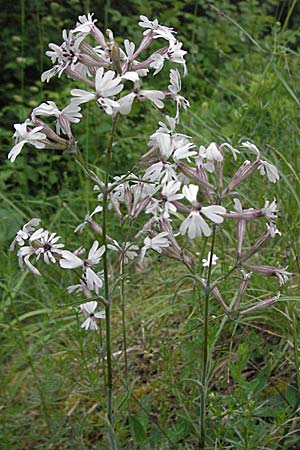 Silene italica \ Italienisches Leimkraut / Italian Campion, F Causse du Larzac 16.5.2007