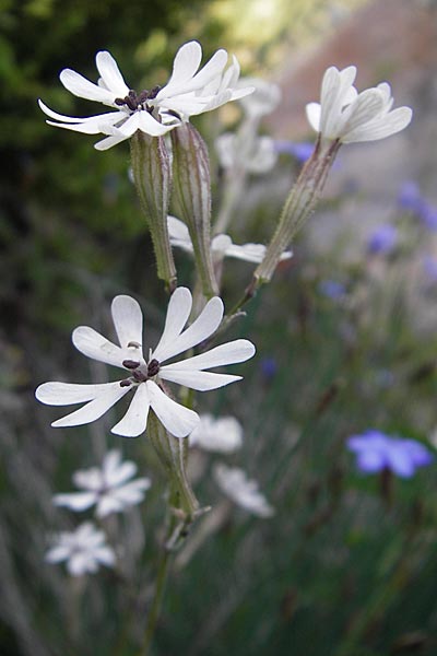 Silene italica \ Italienisches Leimkraut / Italian Campion, F Causse Noir 28.5.2009