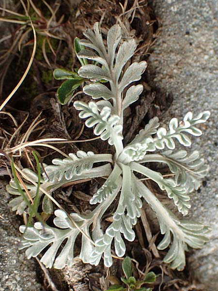 Senecio incanus subsp. incanus \ Graues Greiskraut, F Col de la Bonette 8.7.2016