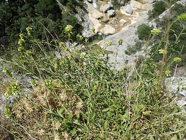Sideritis hyssopifolia subsp. eynensis \ Pyrenäen-Gliedkraut / Pyrenean Ironwort, F Pyrenäen/Pyrenees, Gorges de Galamus 23.7.2018