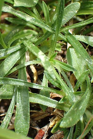 Silene ciliata \ Bewimperte Lichtnelke, F Pyrenäen, Col de Mantet 28.7.2018