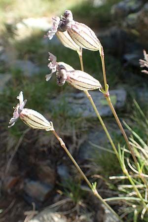 Silene ciliata \ Bewimperte Lichtnelke / Ciliate Campion, F Pyrenäen/Pyrenees, Puigmal 1.8.2018