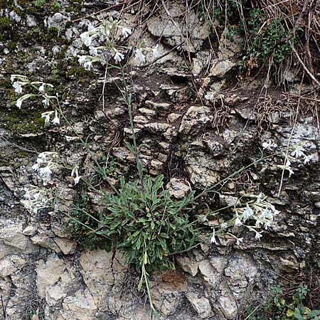 Silene italica / Italian Campion, F S. Sauveur-sur-Tinée 30.4.2023