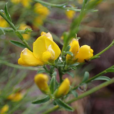 Spartium junceum \ Pfriemen-Ginster / Spanish Broom, F S. Sauveur-sur-Tinée 30.4.2023