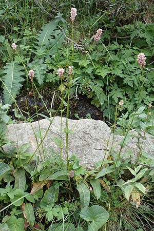 Bistorta officinalis \ Schlangen-Knöterich / Common Bistort, F Pyrenäen/Pyrenees, Eyne 4.8.2018