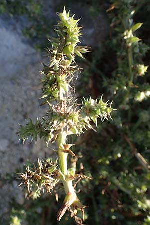Salsola kali subsp. kali \ Kali-Salzkraut / Prickly Glasswort, F Martigues 8.10.2021