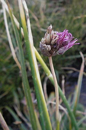 Allium schoenoprasum / Chives, Andorra Grau Roig 10.8.2006