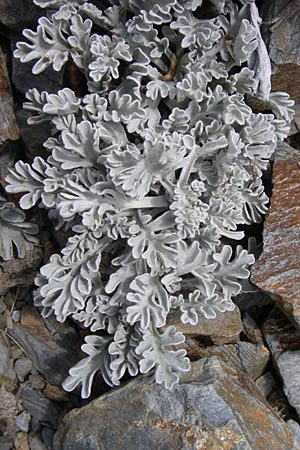 Senecio leucophyllus \ Weiblttriges Greiskraut, F Pyrenäen, Eyne 25.6.2008