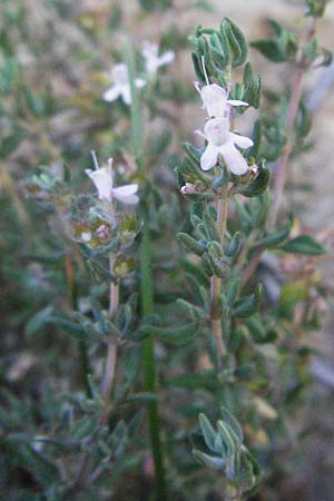 Satureja montana \ Winter-Bohnenkraut, Karst-Bergminze / Winter Savory, F Nyons 10.6.2006