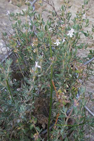 Satureja montana \ Winter-Bohnenkraut, Karst-Bergminze / Winter Savory, F Nyons 10.6.2006