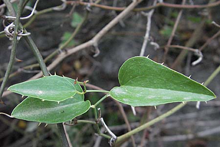 Smilax aspera \ Stechwinde / Rough Bindweed, F Pyrenäen/Pyrenees, Eus 14.8.2006