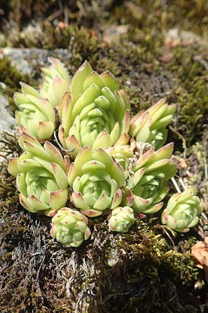 Sempervivum montanum \ Berg-Hauswurz / Mountain House-Leek, F Collet de Allevard 9.7.2016