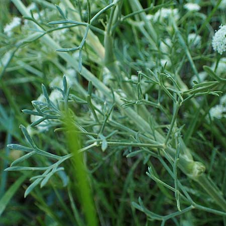 Seseli montanum \ Bergfenchel / Seseli, F Sisteron 8.10.2021