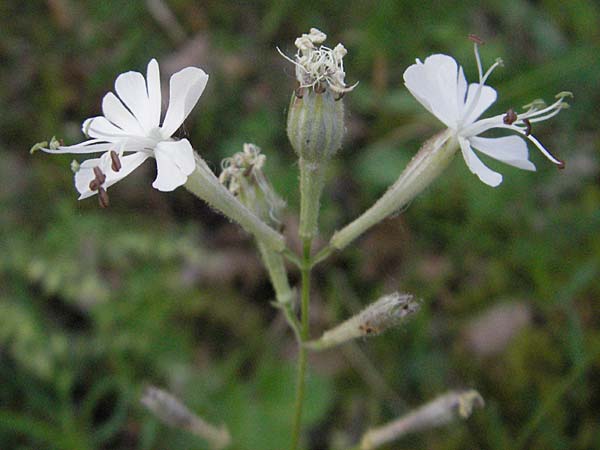 Silene italica / Italian Campion, F Causse du Larzac 8.6.2006