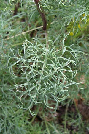 Senecio adonidifolius / Pinnate-Leaved Ragwort, F Vosges, Botan. Gar.  Haut Chitelet 5.8.2008