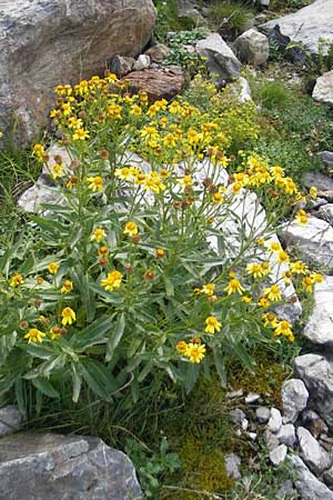 Senecio pyrenaicus \ Pyrenen-Greiskraut, F Pyrenäen, Gourette 25.8.2011