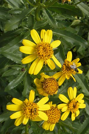 Senecio pyrenaicus \ Pyrenen-Greiskraut, F Pyrenäen, Gourette 25.8.2011