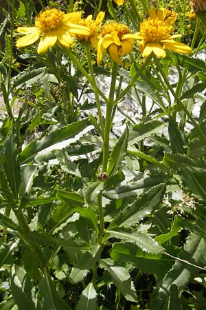 Senecio pyrenaicus \ Pyrenen-Greiskraut, F Pyrenäen, Gourette 25.8.2011