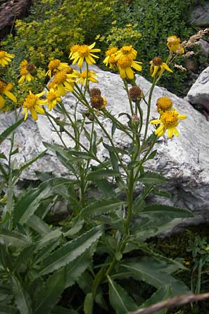 Senecio pyrenaicus \ Pyrenen-Greiskraut / Pyrenean Ragwort, F Pyrenäen/Pyrenees, Gourette 25.8.2011