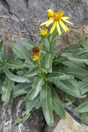 Senecio pyrenaicus \ Pyrenen-Greiskraut, F Pyrenäen, Gourette 25.8.2011