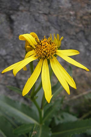 Senecio pyrenaicus \ Pyrenen-Greiskraut, F Pyrenäen, Gourette 25.8.2011