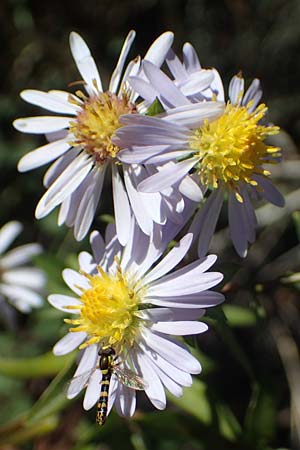 Symphyotrichum novi-belgii \ Neubelgische Herbst-Aster / Michaelmas Daisy, New York Aster, F Remollon 6.10.2021