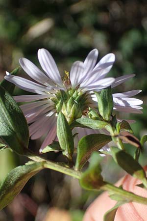 Symphyotrichum novi-belgii \ Neubelgische Herbst-Aster / Michaelmas Daisy, New York Aster, F Remollon 6.10.2021