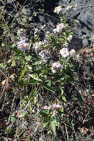 Symphyotrichum novi-belgii \ Neubelgische Herbst-Aster, F Remollon 6.10.2021