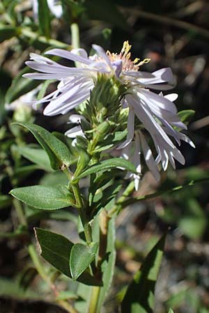 Symphyotrichum novi-belgii \ Neubelgische Herbst-Aster / Michaelmas Daisy, New York Aster, F Remollon 6.10.2021