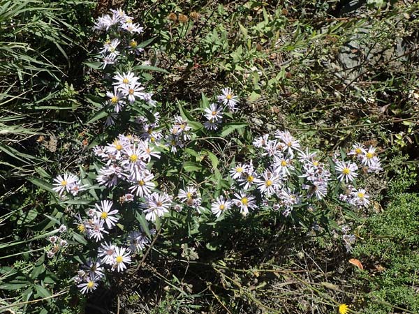 Symphyotrichum novi-belgii / Michaelmas Daisy, New York Aster, F Remollon 6.10.2021