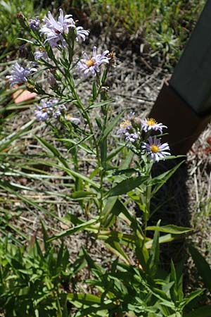 Symphyotrichum novi-belgii / Michaelmas Daisy, New York Aster, F Remollon 6.10.2021