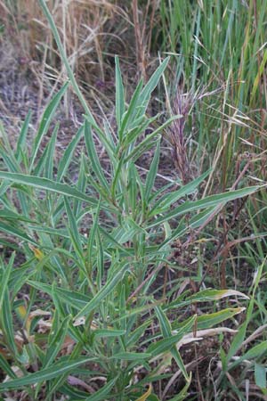 Sisymbrium orientale / Eastern Rocket, F St. Martin-de-Crau 9.6.2006