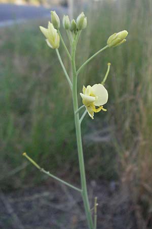 Sisymbrium orientale \ Orientalische Rauke, F St. Martin-de-Crau 9.6.2006