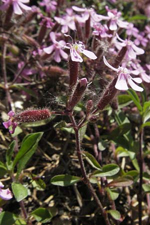 Saponaria ocymoides \ Rotes Seifenkraut / Rock Soapwort, F Allevard 11.6.2006