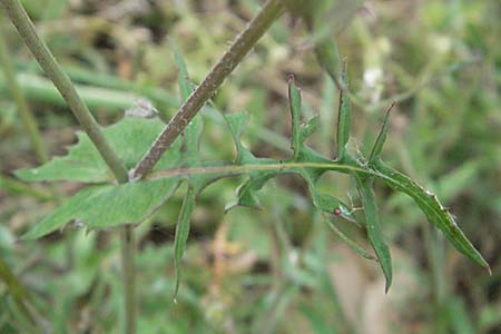 Sonchus tenerrimus \ Zarte Gnsedistel, F Corbières, Talairan 13.5.2007