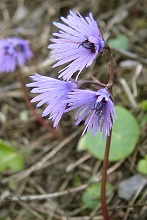 Soldanella alpina \ Alpenglckchen, F Col du Galibier 21.6.2008