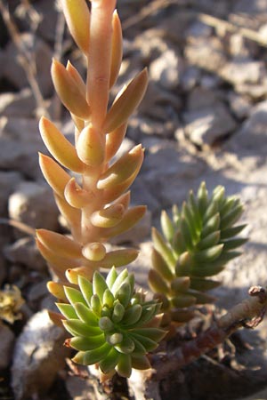 Sedum sediforme \ Nizza-Mauerpfeffer / Pale Stonecrop, F Frontignan 28.6.2008