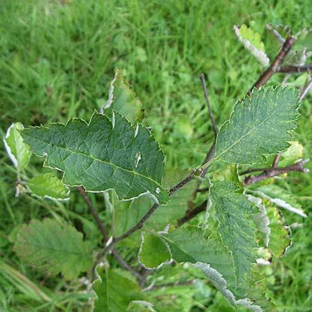 Sorbus mougeotii \ Berg-Mehlbeere, F Vogesen, Botan. Gar.  Haut Chitelet 5.8.2008