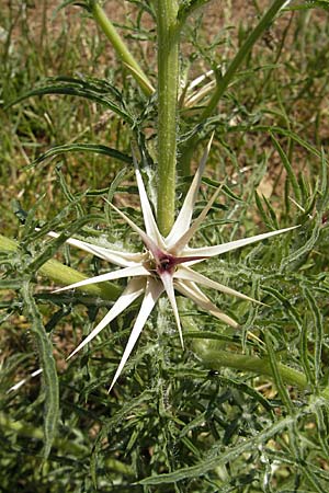 Centaurea calcitrapa \ Stern-Flockenblume, Fuangel-Flockenblume / Purple Star Thistle, F Causse du Larzac 3.6.2009