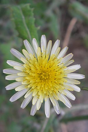 Sonchus oleraceus \ Kohl-Gnsedistel, F Soufflenheim 3.10.2009