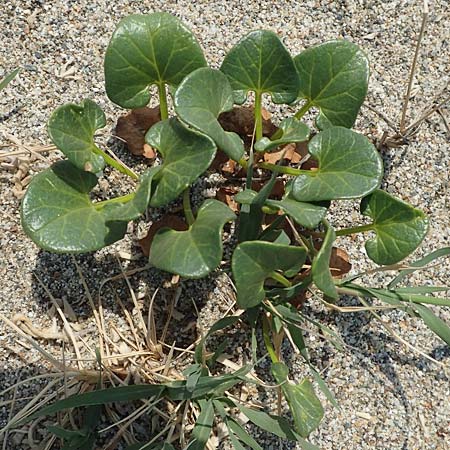 Calystegia soldanella / Sea Bindweed, F Canet-en-Roussillon 27.7.2018