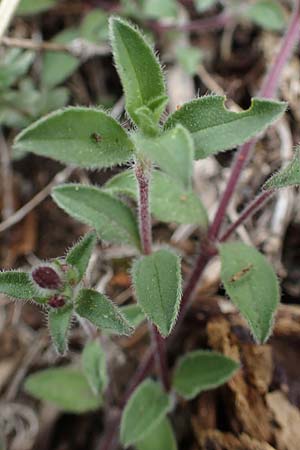 Saponaria ocymoides \ Rotes Seifenkraut / Rock Soapwort, F Gap 29.4.2023