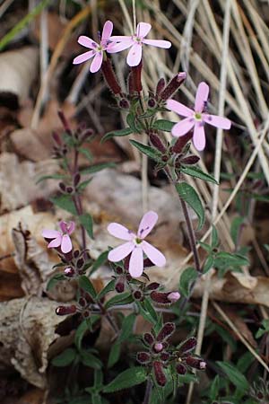 Saponaria ocymoides \ Rotes Seifenkraut / Rock Soapwort, F Gap 29.4.2023