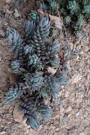 Sedum ochroleucum \ Blagelber Mauerpfeffer, F Champcella 29.4.2023