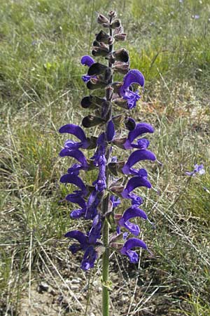 Salvia pratensis \ Wiesen-Salbei / Meadow Clary, F Causse du Larzac 7.6.2006