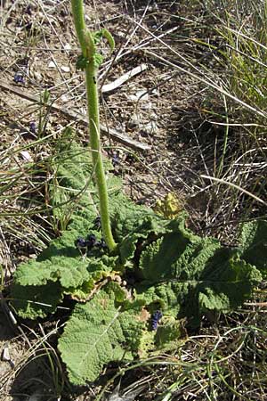 Salvia pratensis \ Wiesen-Salbei / Meadow Clary, F Causse du Larzac 7.6.2006