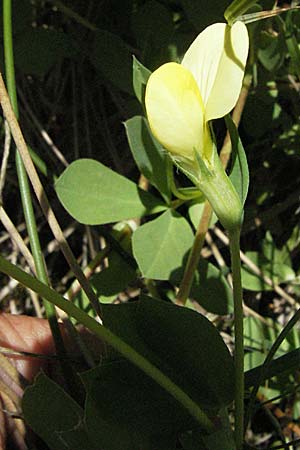 Lotus maritimus \ Gelbe Spargelerbse / Dragon's-Teeth, F Allevard 11.6.2006